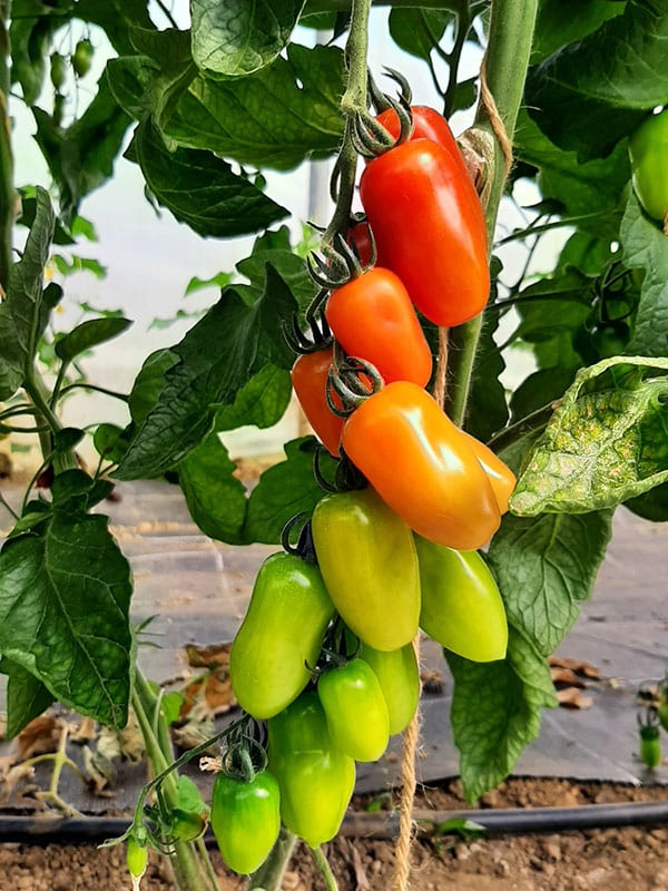 Frische Tomaten, frisches Gemüse, Aufnahme im Freien, Hofladen, Bauernhof Lafer